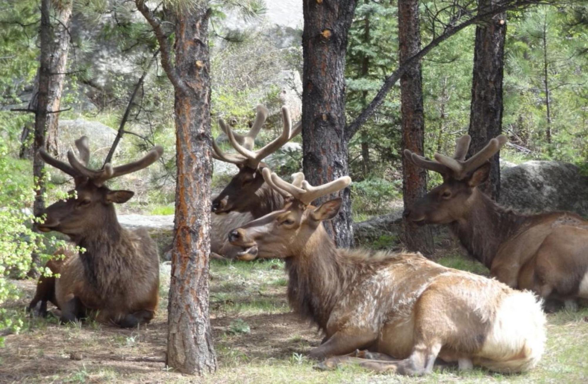 The Inn On Fall River & Fall River Cabins Estes Park Ngoại thất bức ảnh